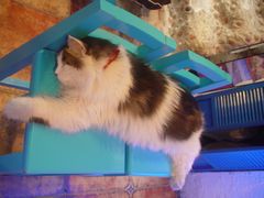 -Sirena海妖日咖夜酒