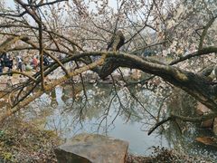 -香雪海