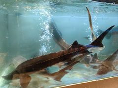 -虾饺妹·酒家(海珠广场店)