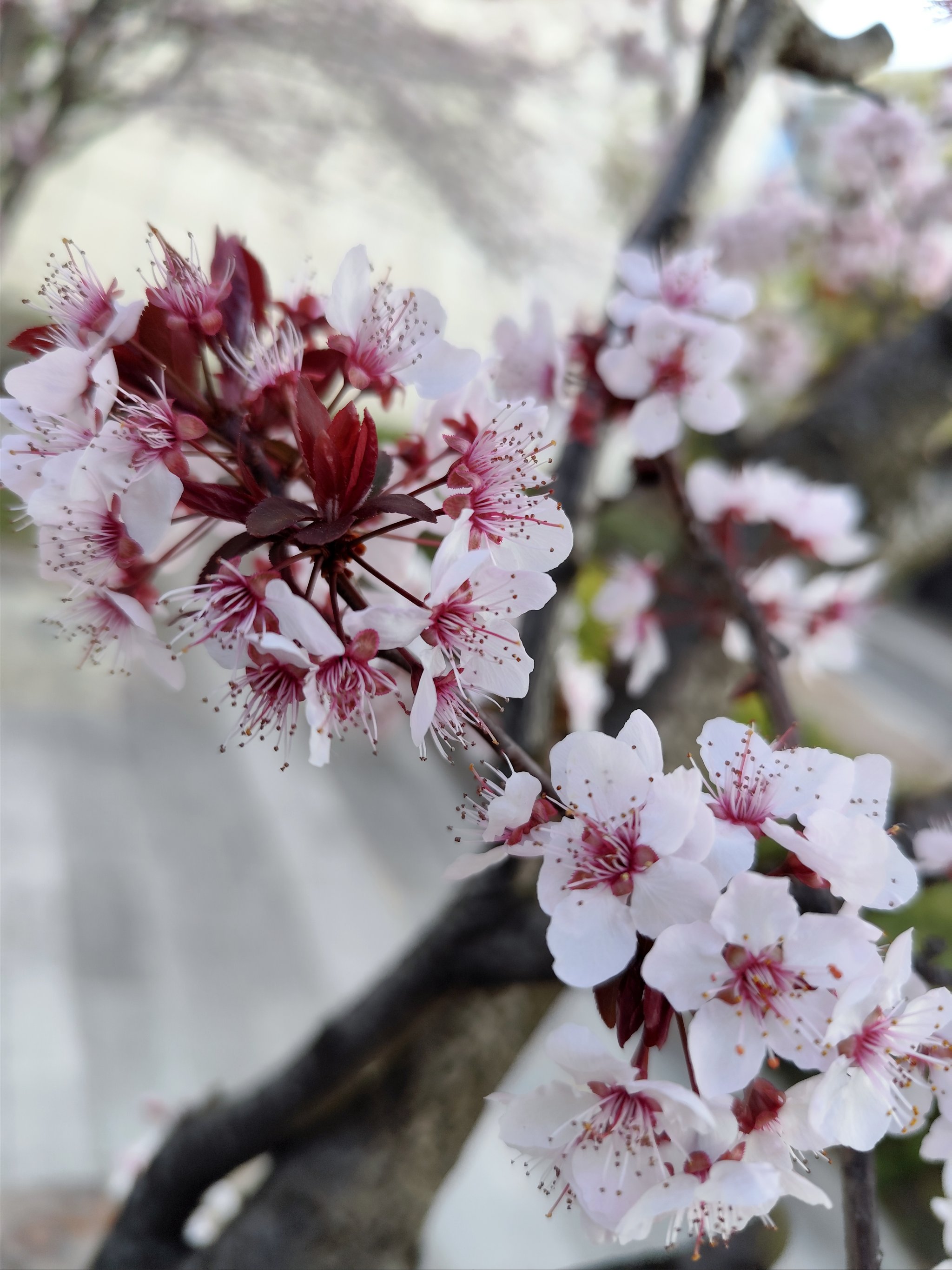 紫叶李花期图片