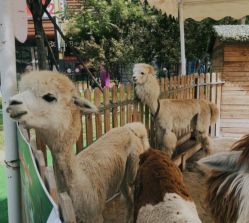 -萌宠亲子动物乐园(槐房万达店)