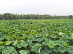 -嘉北郊野公园