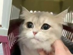 -喵zoo家庭繁育猫舍(尖东智能花园店)