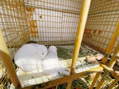 -大连铭湖国际观光牧场