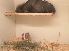 -龙猫仔乐园(惠福东路店)