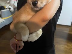 -南京Hallo宠物乐园·哈罗犬舍·柴犬繁育基地