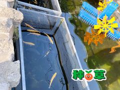 -京北渔家傲
