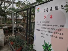 -上海都市菜园