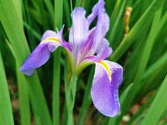 -上海吴淞炮台湾国家湿地公园