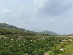 -西海岸生态观光园