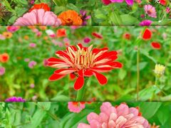 -花开海上生态园