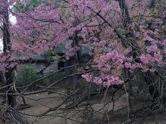 android_upload_pic-昆明动物园