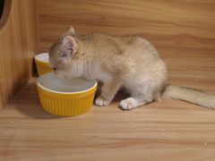 -猫十亿·布偶金渐层·曼基康矮脚猫舍(青年路店)