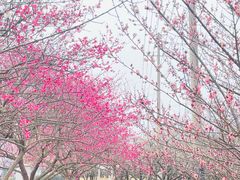 -香雪海