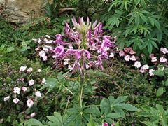 -梧桐山风景名胜区