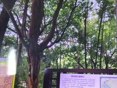 -荔湾湖公园