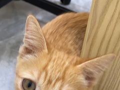 -芭比堂动物医院·24小时·眼科中心(深圳中心)