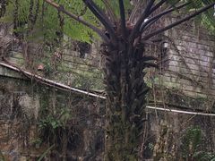 -南山植物园