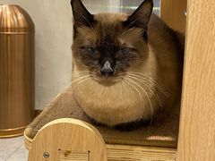 -飞行喵MR PILOT|猫舍·猫咖(静安大融城店)