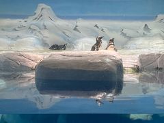 -上海海洋水族馆