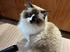 -有猫主题·治愈系猫咖(曾厝垵店)