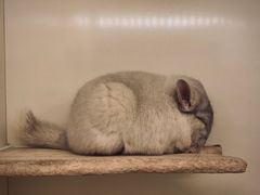 -龙猫仔乐园(惠福东路店)