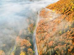 -千年银杏谷文化旅游区