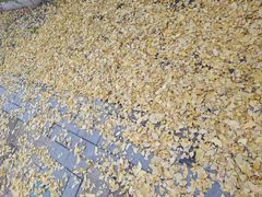 -三里屯东五街银杏大道