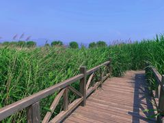 -野鸭湖国家湿地公园