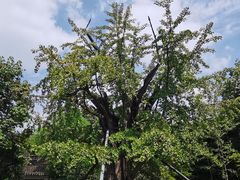 -上海佘山国家森林公园天马山园