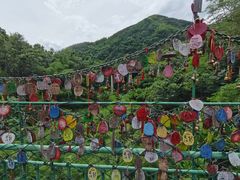 -西双版纳原始森林公园