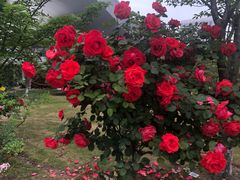 -兰芳园手打柠檬茶(下沙奥特莱斯店)