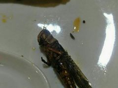 -柿子树炭烤羊腿(金台路店)
