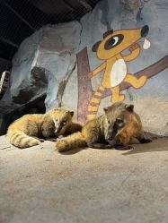 -Zoolung Zoolung动物主题公园(海信广场店)