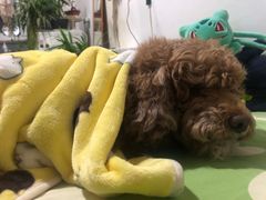 -美联众合动物医院·24h京西诊疗中心