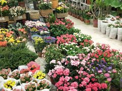 -双季花艺园艺市场(浦东店)