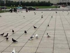 -大连人民广场