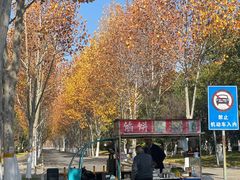 -合肥滨湖国家森林公园