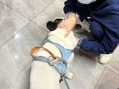 -北京派仕佳德动物医院·超导核磁·CT·神经科·骨科·内外科·急重症管理中心
