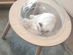-瞄一喵猫咖(格力海岸店)
