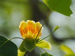 -国家植物园