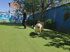 -宠物寄养训练学校