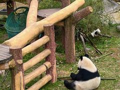 -沈阳森林动物园