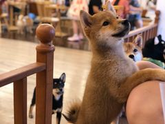 -豆柴町-柴犬主题狗咖(红鼎国际C座店)