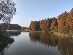 -溱湖国家湿地公园