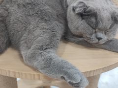 -喵园·猫主题咖啡厅·撸猫·猫咖(国贸店)