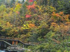 -望天鹅景区