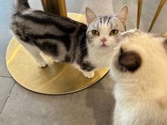 -飞行喵MR PILOT|猫舍·猫咖(静安大融城店)