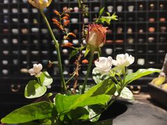 -德迹斋禅意文化茶馆·茶空间·商务洽谈•宴席(桃园店)