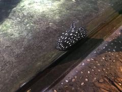 -大连圣亚海洋世界